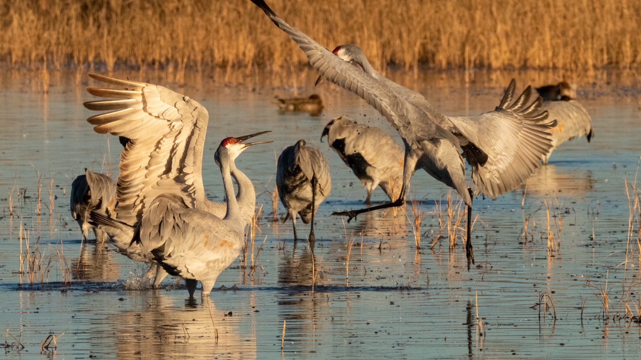 Sandhill Crane Display